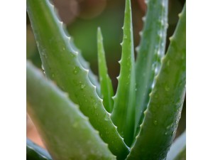 Aloe Vera Leaf Extract EHD